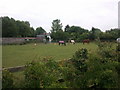 Horses in a paddock on the north edge of Chiseldon in SN4 0NN