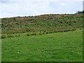 New forestry growth on Mynydd y Groes in SY18 6PT