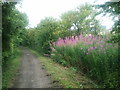 Marlborough and Chiseldon railway path, looking north in SN8 1DU