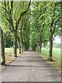 Avenue of trees in WV13 2PW