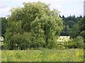 The wind in the willow in Ampfield & Braishfield Ward