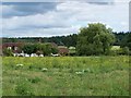 Cottage and willow tree, near Pucknall Farm in Ampfield & Braishfield Ward