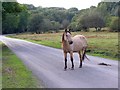 Pony on the road, Bramble Hill, New Forest in SO43 7JE