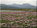 Thrift growing near head of Loch Carron in IV54 8WZ