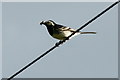 Pied Wagtail (Motacilla alba), Woodside, Kinloch in PH10 6SD