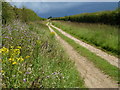 Uphill track near Field Barn, Shernborne, Norfolk in Shernborne