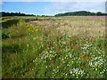 Wild flowers in a field next to Chapmans Lane in BR5 3JA