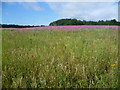 Wild flowers in field next to Chapmans Lane in BR5 3JA