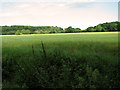 Ripening barley by Upper Holton in Halesworth & Blything Ward