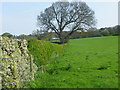 Hedge near Bees Farm in Barnacre-with-Bonds
