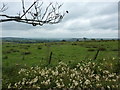 Roadside flowers and a view towards Butterton in ST13 7RH