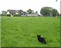 Cat in field, Town Foot, Preesall in FY6 0EB
