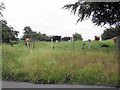 Grazing cattle in ST13 8QP