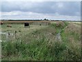 Gayton North Fen drain in Gayton Le Marsh