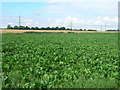Crop field off the A1077 in DN15 9QU