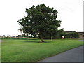 Tree at Bacon's Green in CO7 6NJ