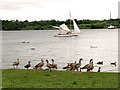 Geese and ducks at Wroxham Broad, Wroxham in NR13 6HB