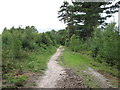 Path through pine wood in IP9 2DW