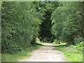 Bridleway in Holly Wood in IP9 2DW