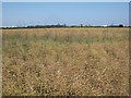 Oilseed rape waiting to be cut in North Killingholme