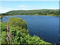 Forest of Ae: Loch Ettrick in DG3 5HL