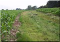 Maize near the Avon in BA14 6QT