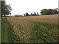 Footpath and wheat fields in NR34 7TR