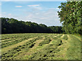 Recently mown hay in GU28 9PA