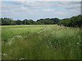 Crop field off Harvel Lane in DA13 0DG
