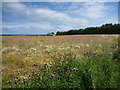 East Lothian Landscape : A Distant View of The Barn at New Mains, near Whitekirk in EH39 5PR