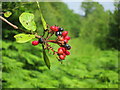 Wild berries in Bushy Wood in ME2 1HQ