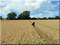 Crops in a field at Fosbury in SN8 3NN