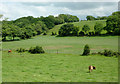 Grazing near Olmarch, Ceredigion in SA48 8NL