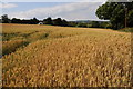 Wheatfield near Upper Wolton in HR8 2NQ