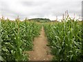 Footpath through sweetcorn crop in HP14 4LN