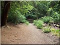 Path in Flagmore Wood in HP13 5YA