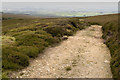 Estate Track on Hazelhurst Fell in Bleasdale