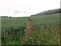 Cross-field through the wheat in GL56 9NP