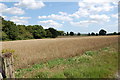 Crop field off Fontridge Lane in Burwash & the Weald Ward