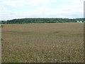 Farmland south of the A1084 in DN20 9HH