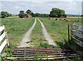 Cattle Grid and Cows on track from Carlton Lane in Broxholme