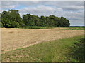 Looking towards a small wood from Dazeley's Lane in CO7 6UD