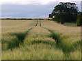 Grain-fields near Arboll in IV20 1SQ