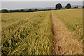 Bridleway through a barley field in SY8 3BW