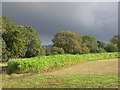 Farmland, near Hungerford in RG17 0RA