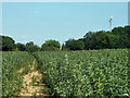 Footpath through a field of beans in TN16 2JT