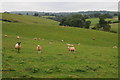 Sheep near Weston Court Farm in SY8 3DD