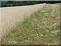 Wildflowers growing along a field headland, north of Fullerton in SP11 7LD