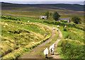 Glentairie in Glen Prosen in DD8 4SA