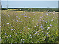 Flax Field in Charmwood Farm in BR6 7NH